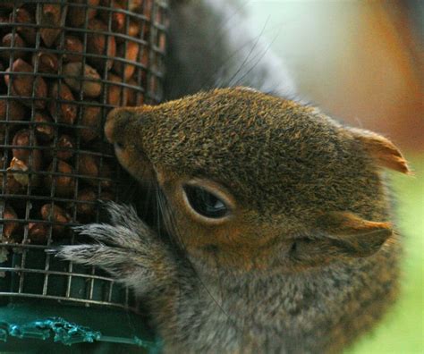 Squirrel stuck into the nuts | Flickr - Photo Sharing!