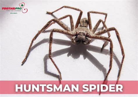 Huntsman Spider Bite - How dangerous are they? - FirstAidPro