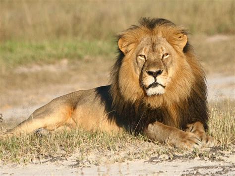 U.S. Takes Steps To Protect 2 Breeds Of African Lion : The Two-Way : NPR