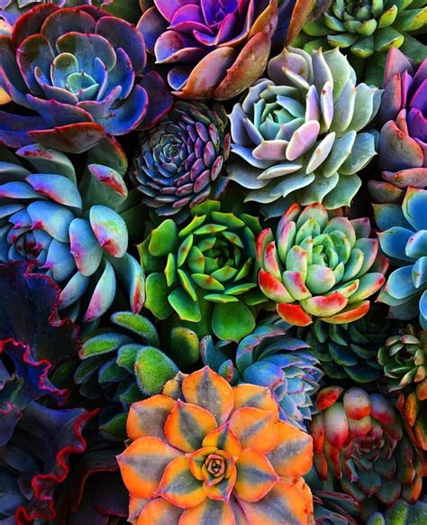 Pin by Barbara Brooks on Succulents | Succulents, Plants, Colorful ...