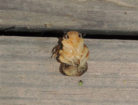 Carpenter Bee Larvae