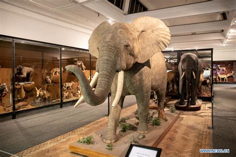 People visit South African Museum in Cape Town - Xinhua | English.news.cn