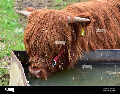 Scottish Highland Cattle Stock Photo - Alamy