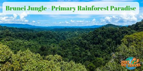 Brunei Jungle - Primary Rainforest Paradise - FeetDoTravel