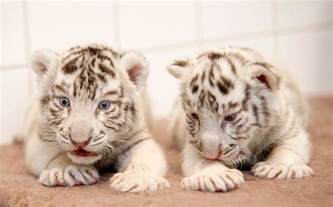 Zoo babies of 2015 | Filhotes, Lindos filhotes, Animais filhotes