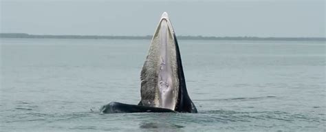 Recently 'Discovered' Whale Behavior Was Actually Documented Thousands ...