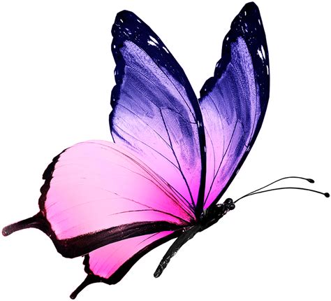 Pink And Purple Butterfly | Free download on ClipArtMag