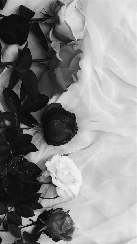 black and white roses | Black and white wallpaper iphone, Black and ...