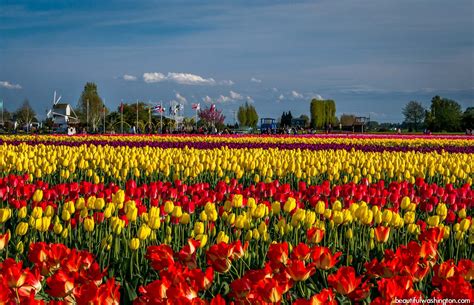 Skagit Valley Tulip Festival | Skagit valley tulip festival, Skagit ...