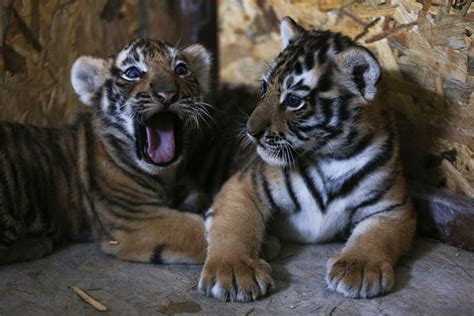 Istanbul’s AslanPark welcomes Bengal tiger cubs | Daily Sabah