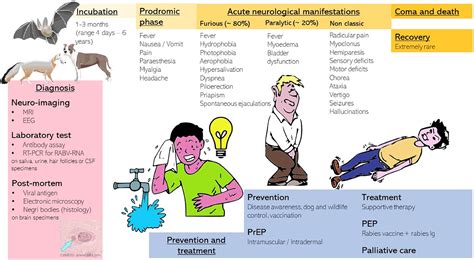 Rabies in Europe: An epidemiological and clinical update - European ...