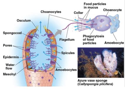 Invertebrates Flashcards | Quizlet