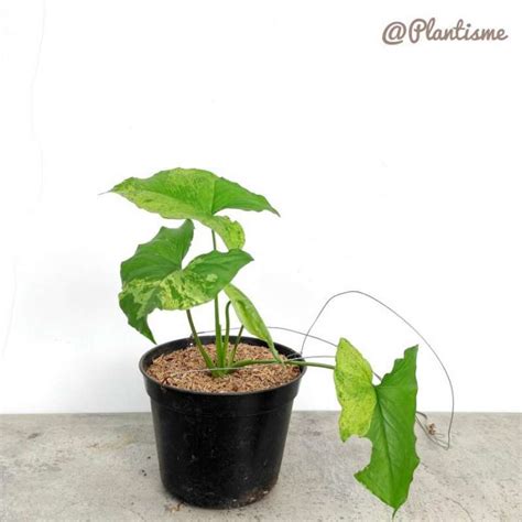 Jual Syngonium Mojito | Arrowhead Podophyllum Tanaman Rambat Rumah ...