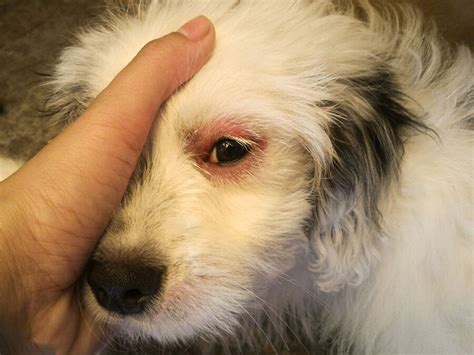 How To Take Care of Dog Eye Infection