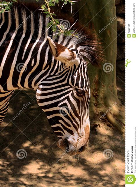 Zebra stock photo. Image of equine, fight, plains, battle - 75025604