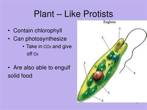 [DIAGRAM] Fungi Like Protists Diagram - MYDIAGRAM.ONLINE