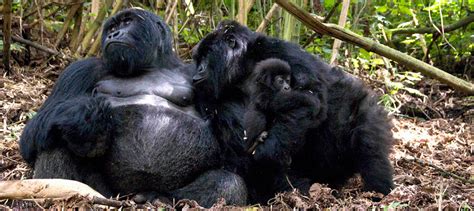 Mountain Gorilla families in Volcanoes National Park | Rwanda Safaris