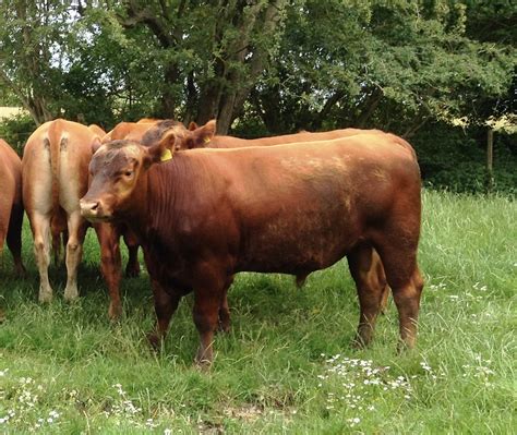 Red Aberdeen-Angus Bulls for Sale - WOODCOTTAGE ABERDEEN-ANGUS ...