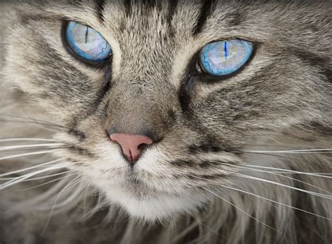 What Colors Do Cats Like? Why Do They Like Them? Vision Facts | Hepper