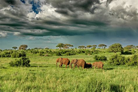 Serengeti National Park | Find Your Perfect Lodging, Self-Catering, or ...