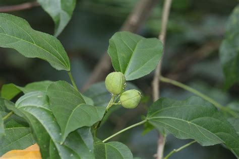 Croton tiglium L. | Plants of the World Online | Kew Science