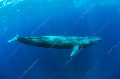 Pygmy blue whale - Stock Image - C042/5650 - Science Photo Library