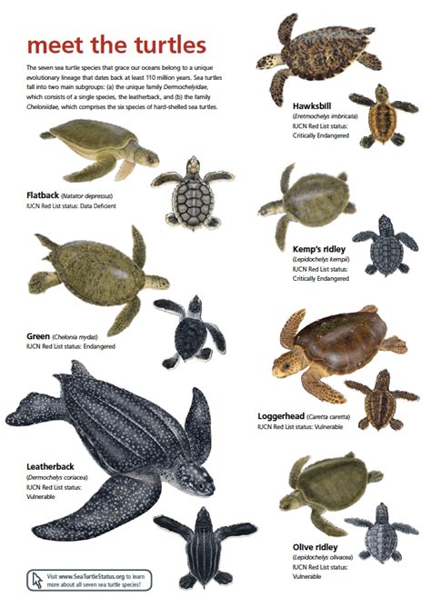 Sea turtles are ocean survivors! | The conservation psychology of sea ...