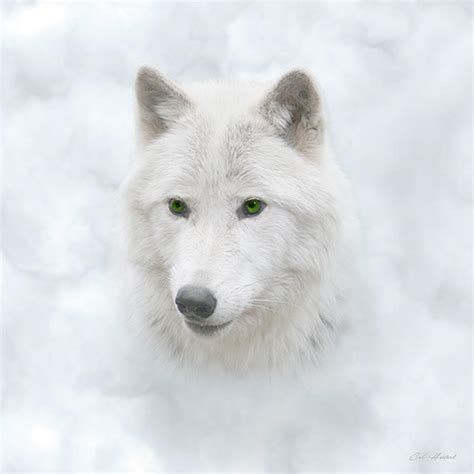 White Wolf Digital Art | All HD Wallpapers Gallery