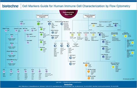 Cell Markers Guide for Human Immune Cell Characterization