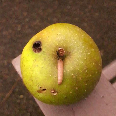 How To: Check For a Maggot in Your Apple | Orchard Notes