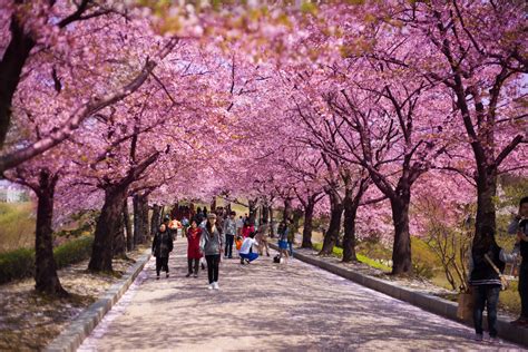 Spring Is Probably The Most Unforgettable Time To Visit Korea. Here’s Why