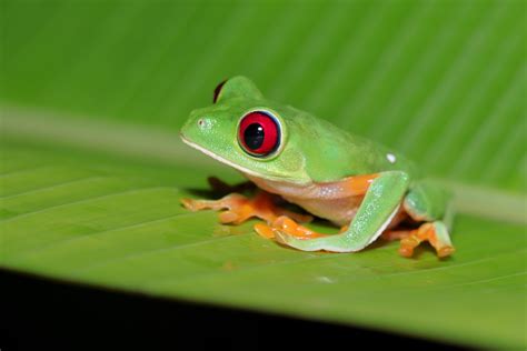 Red eyed tree frog - Costa Rica. : r/wildlifephotography