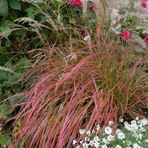 Little Miss Dwarf Maiden Grass Perennial - Miscanthus - 2.5" Pot ...