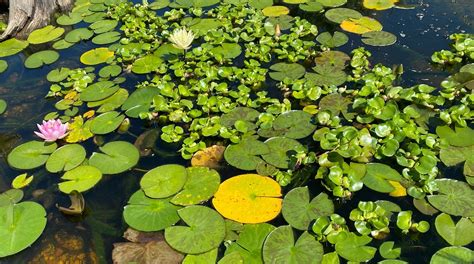 Water Hyacinth - a workhorse in a Colorado pond | Colorado Pond Pros