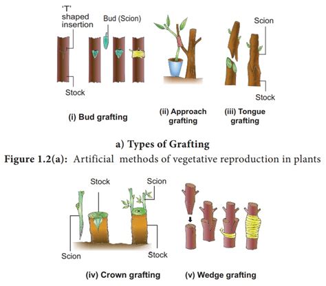 Artificial Vegetative methods - Disadvantages and Disadvantages ...