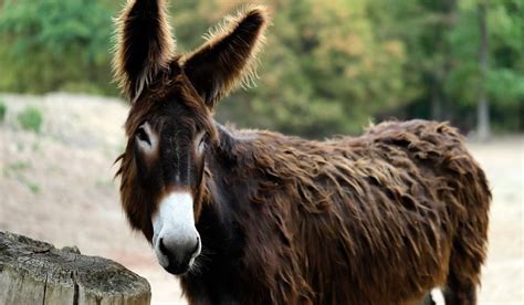 11 Types of Donkeys - Helpful Horse Hints