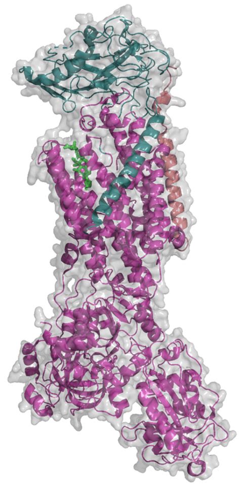 Structure of Na + /K + -ATPase (PDB, 3A3Y; [22]) with bound ouabain ...