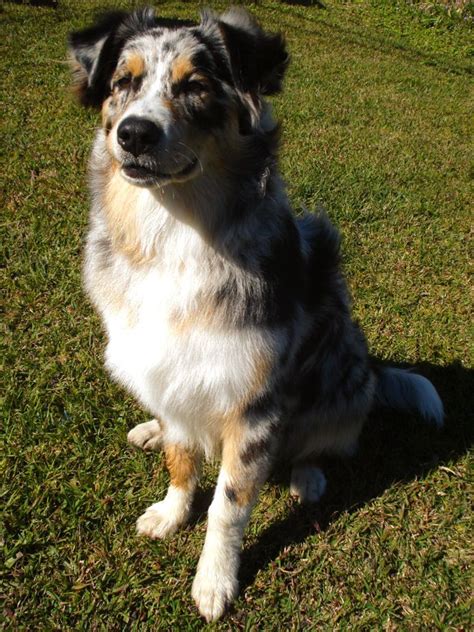 Raj the Aussie Shepherd | Cattle dogs mix, Australian cattle dog mix, I ...