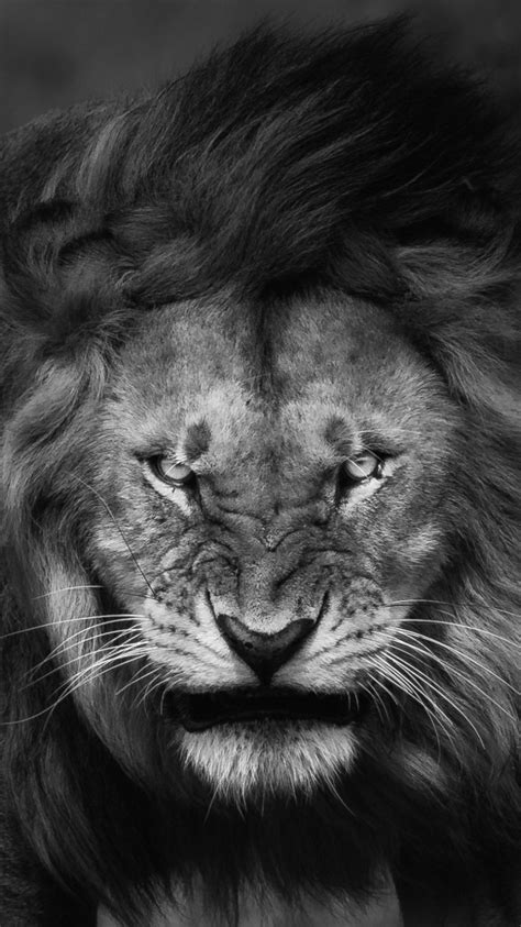 Angry-Lion-Face-Wallpaper-iPhone-Wallpaper | Lion wallpaper, Animal ...