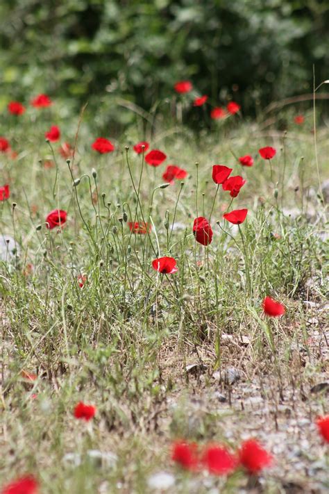 Poppies Grass Field - Free photo on Pixabay - Pixabay