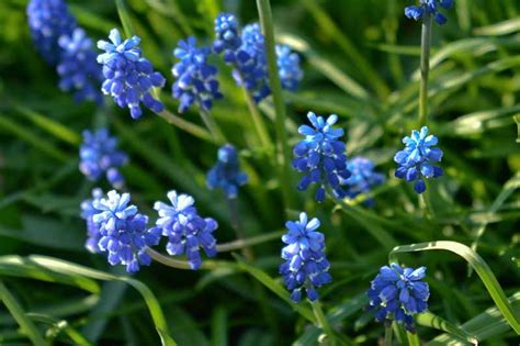 9 of the Best Grape Hyacinth Varieties for the Garden | Gardener’s Path