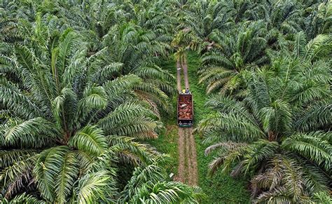 Berita Sawit - Produksi Sawit Malaysia di 2023 Diprediksi Masih Belum ...