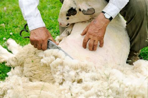 Sheep Shearing: How Do We Get Wool From The Sheep?