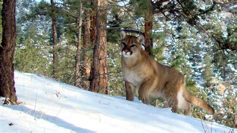 Mountain Lion Sightings On The Rise In Colorado's High Country - CBS ...