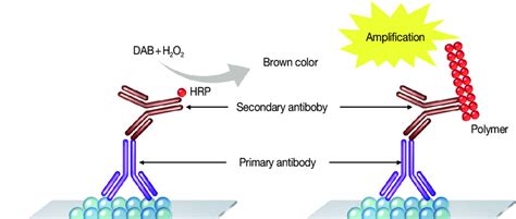 Illustration of polymeric amplification system. DAB, diaminobenzidine ...