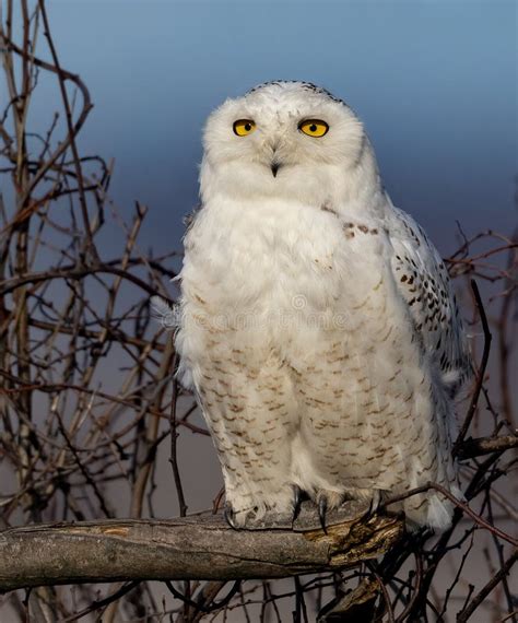 A Snowy Owl in Winter stock image. Image of antlers - 243849341