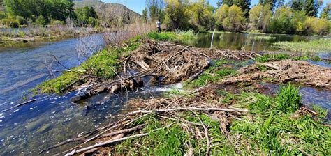 Slowing Down Streams for Salmon • The National Wildlife Federation Blog ...