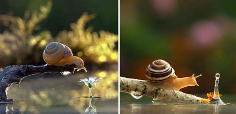 Magical World Of Snails Captured In Macro Photography By Vyacheslav ...