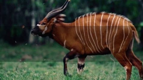 Interesting Saola Facts - YouTube