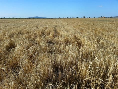 Bardens in Kenya: Barley Almost Ready to Harvest